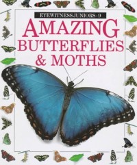 Amazing Butterflies & Months