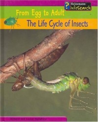 From Egg To Adult : The Life Cycle Of Insects