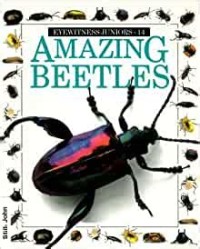 Amazing beetles