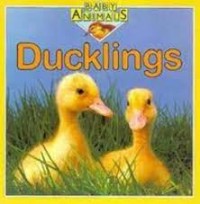 Baby Animals: Ducklings