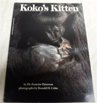 Koko's kitten